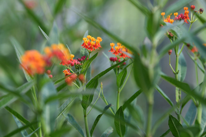 Butterfly garden